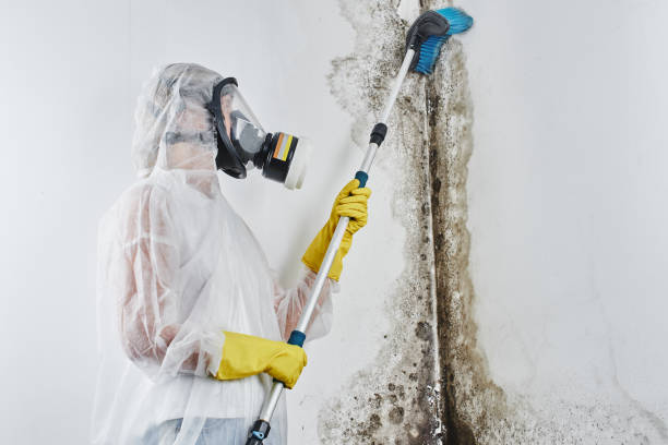 Best Residential Mold Remediation in Parksdale, CA