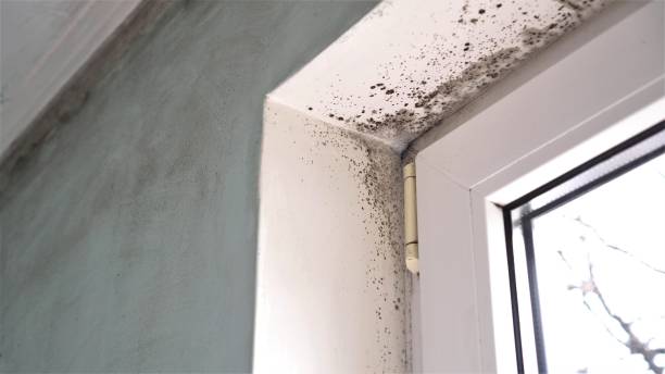 Best Post-Flood Mold Remediation in Parksdale, CA