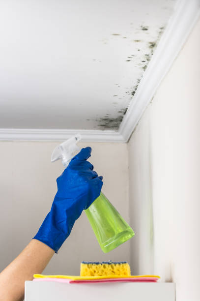 Best Black Mold Remediation in Parksdale, CA